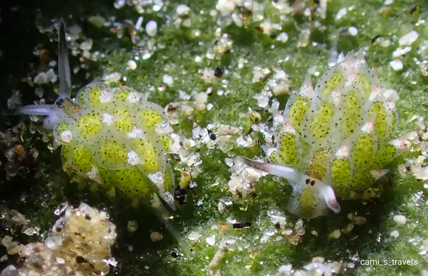 Shaun the sheep sea slug - La Tortue muck site - 14m